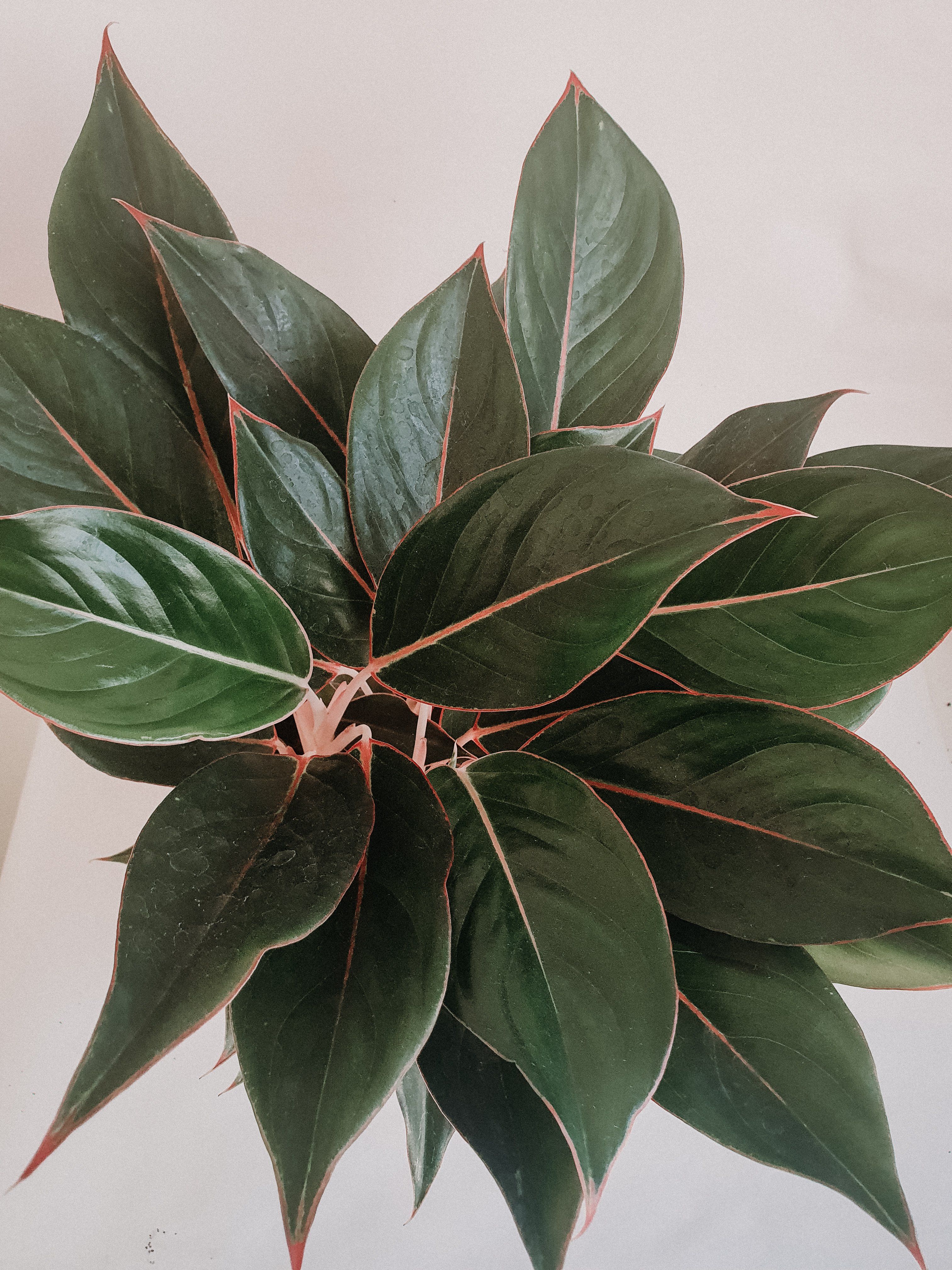 Aglaonema Black Lipstick - Plant Studio LLC 