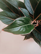 Aglaonema Black Lipstick - Plant Studio LLC 