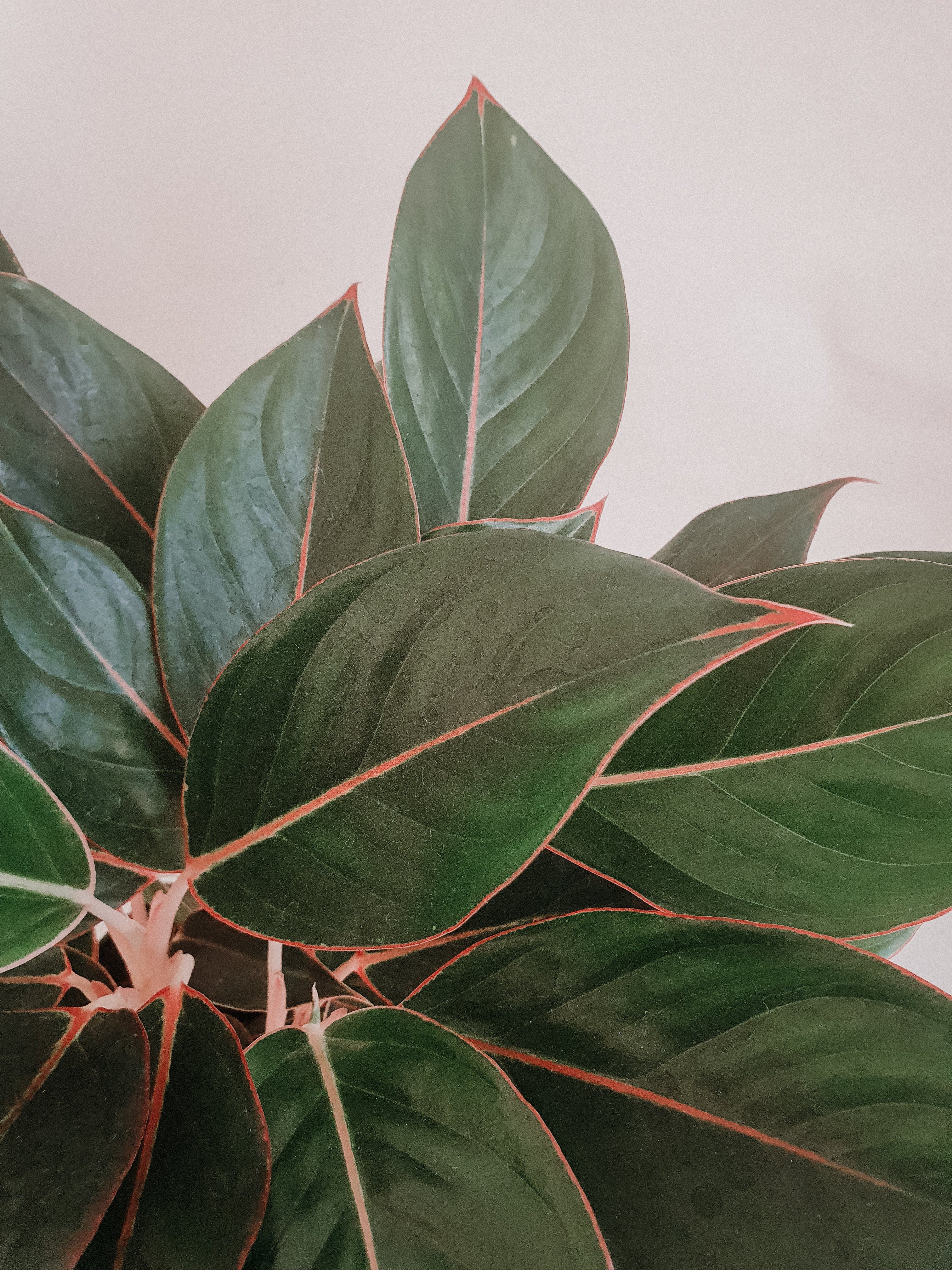 Aglaonema Black Lipstick - Plant Studio LLC 