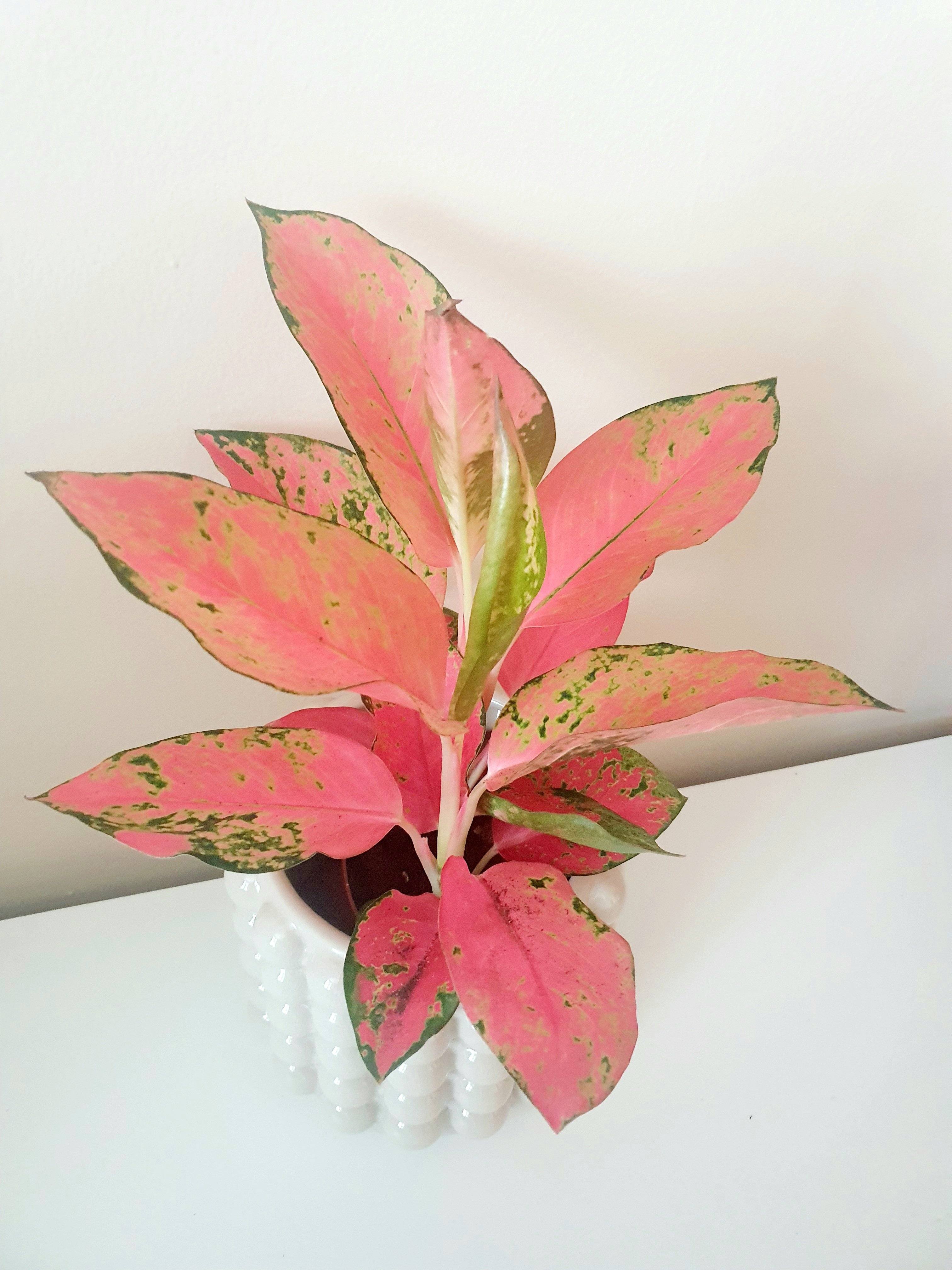 Aglaonema Chandang Neon Pink in white bubble pot -Plant Studio LLC 