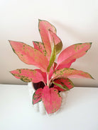 Aglaonema Chandang Neon Pink in white bubble pot- Plant Studio LLC 