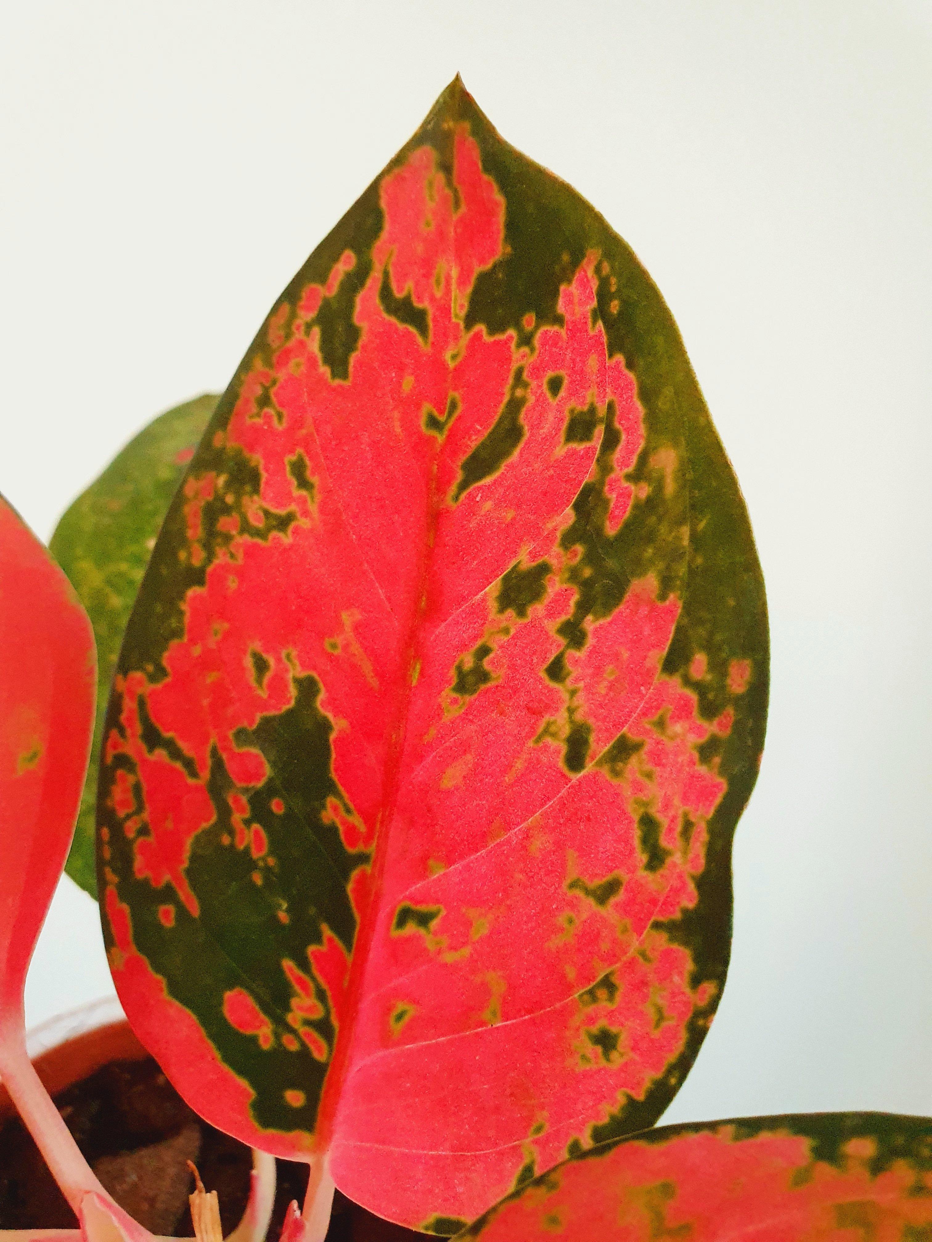 Aglaonema Chandang Neon Pink - Plant Studio LLC 