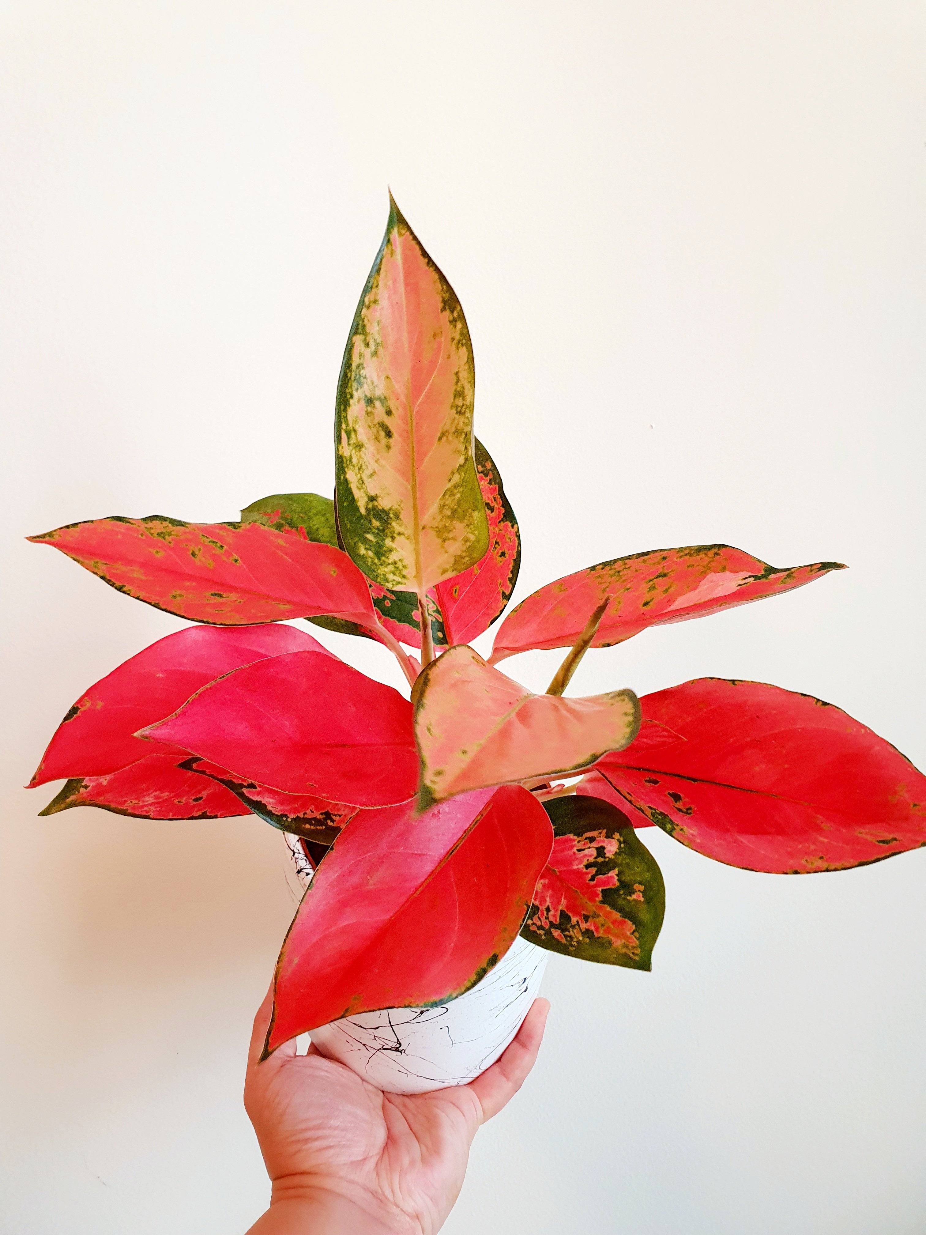 Aglaonema Chandang Neon Pink in small white pot with one hand holding -Plant Studio LLC 