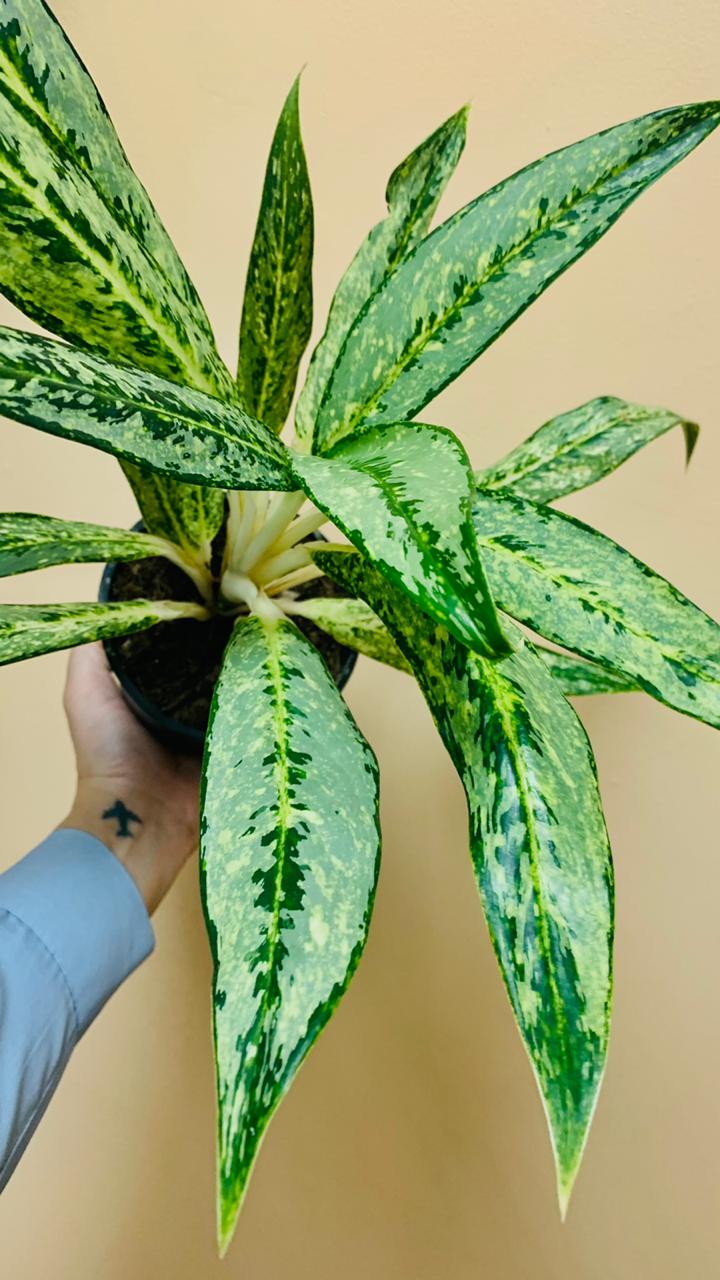 Aglaonema Key Lime in small black pot with one hand holding the plant -Plant Studio LLC 