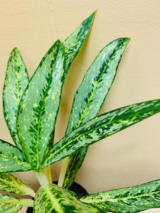 Aglaonema Key Lime Plant Studio LLC 