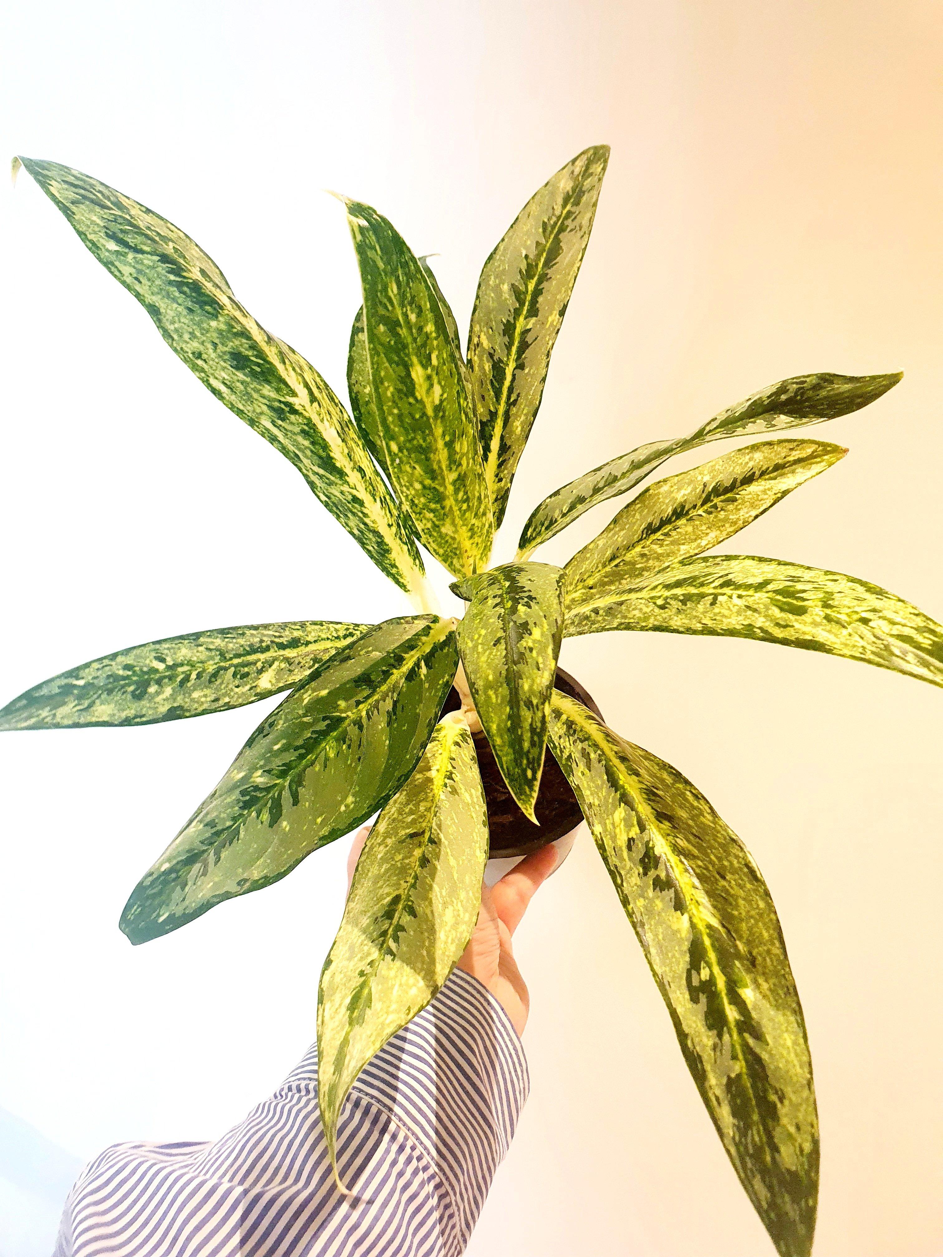 Aglaonema Key Lime in small black pot with one hand holding - Plant Studio LLC 