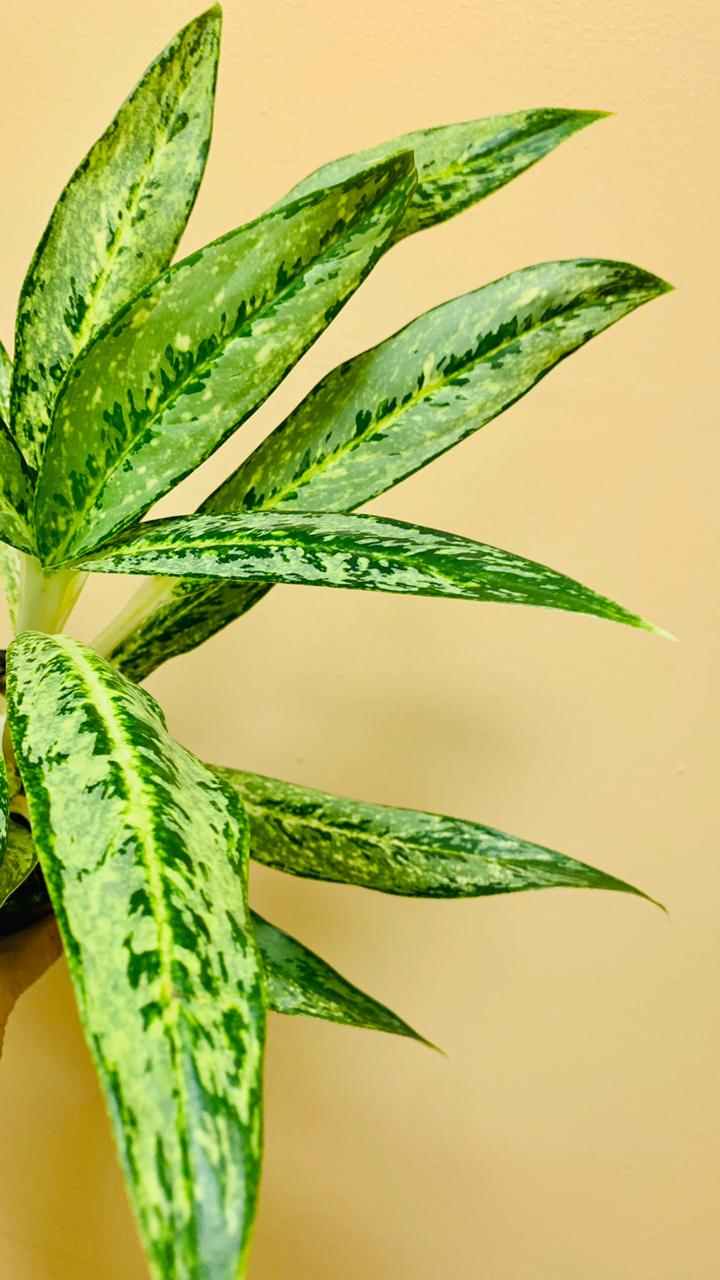 Aglaonema Key Lime Plant Studio LLC 