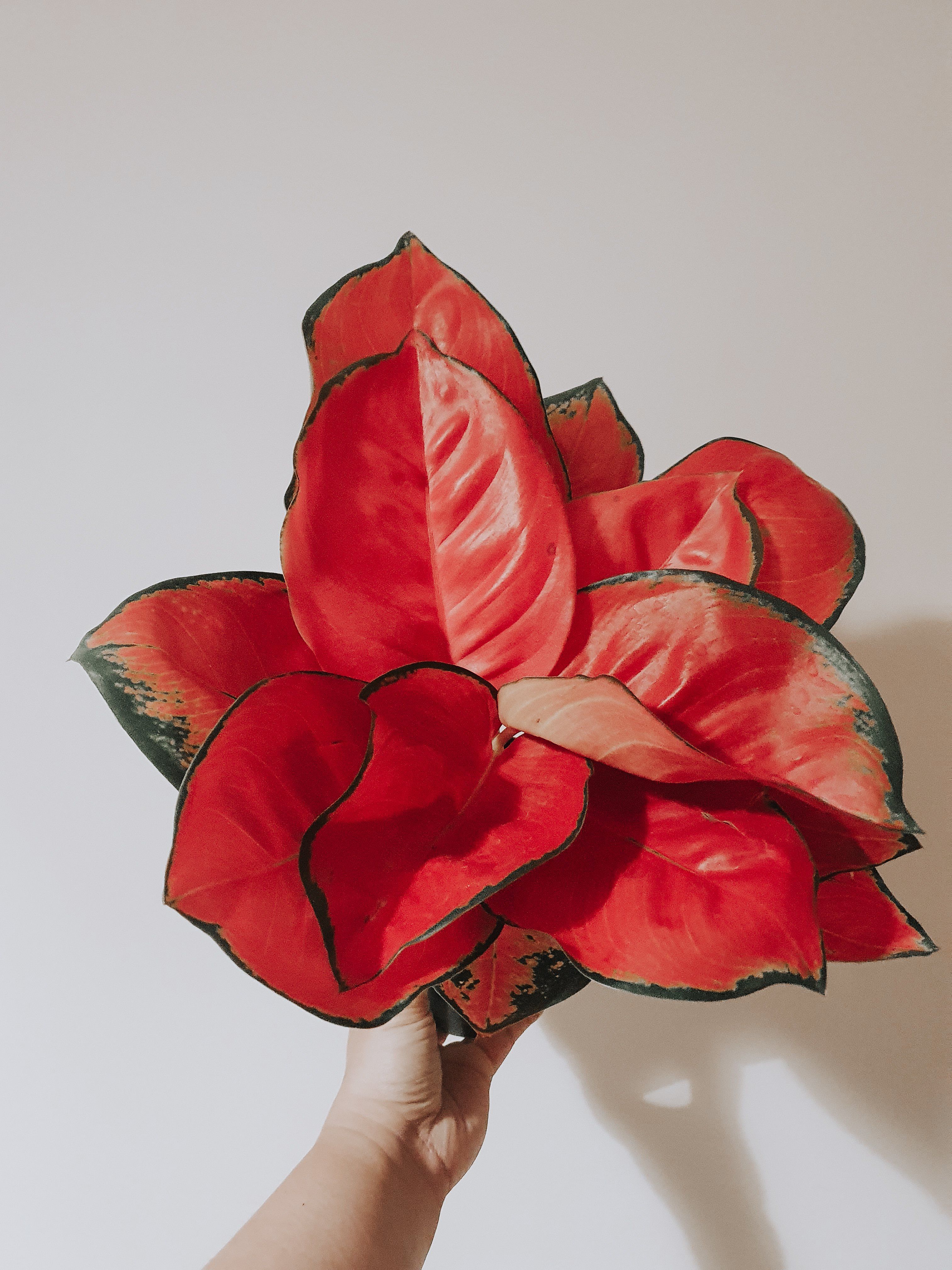 Aglaonema Pink Peacock being held by one hand -  Plant Studio LLC 