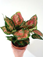 Aglaonema Pink Spot in small brown pot with one hand holding -Plant Studio LLC 