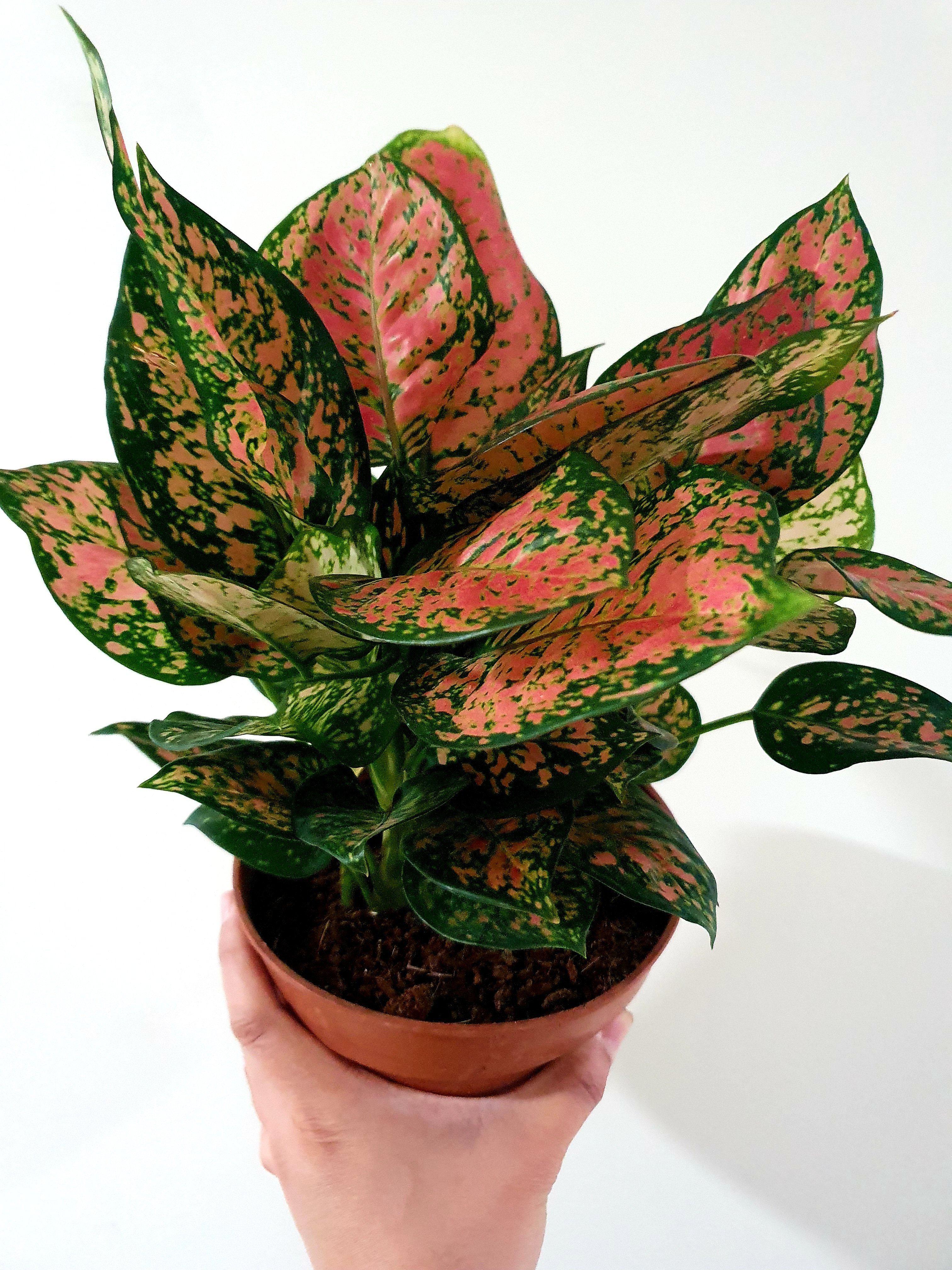 Aglaonema Pink Spot in brown pot with one hand holding -  Plant Studio LLC 