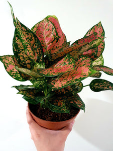 Aglaonema Pink Spot Plant Studio LLC 