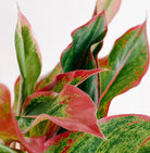 Aglaonema Red Siam Plant Studio LLC 