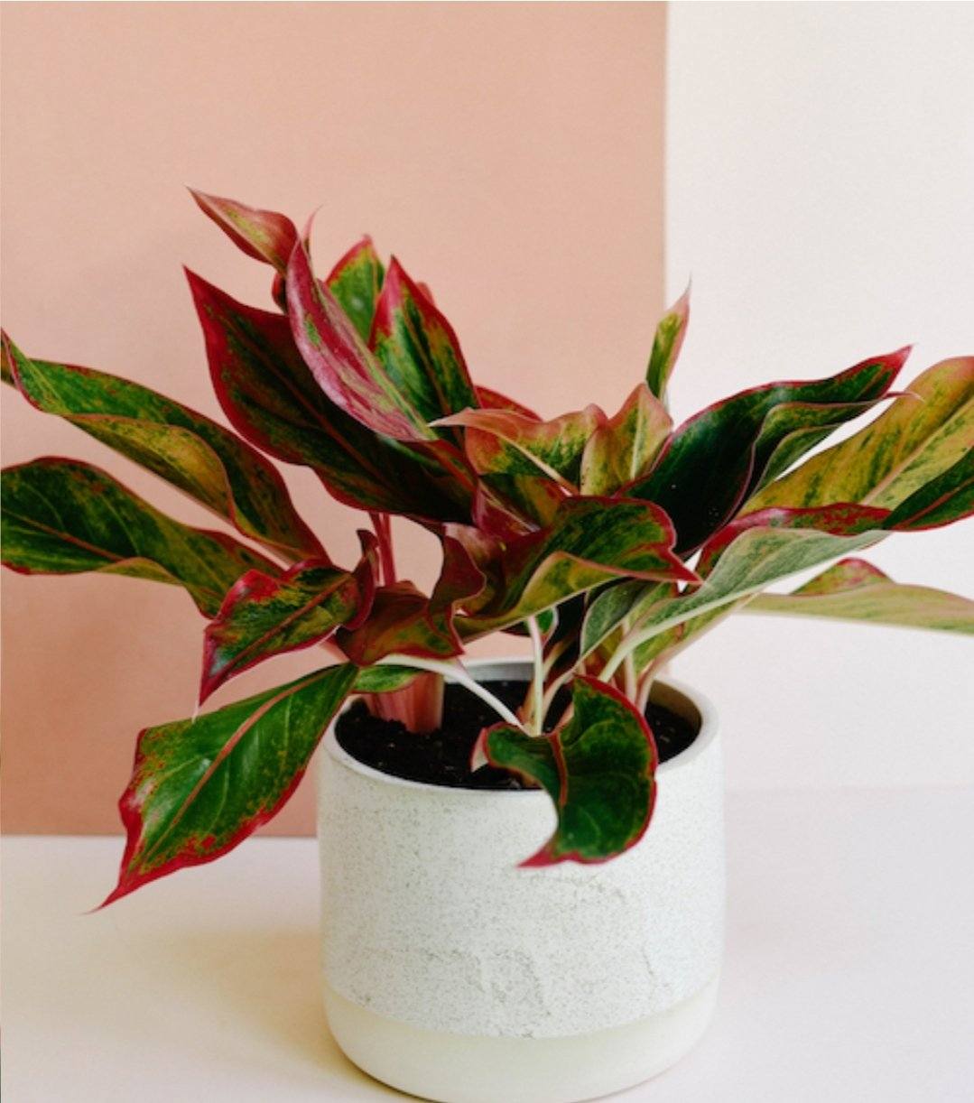 Aglaonema Red Siam in white pot - Plant Studio LLC 