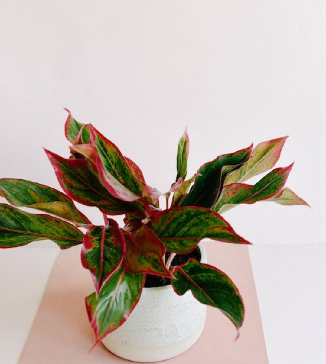 Aglaonema Red Siam in white pot - Plant Studio LLC 