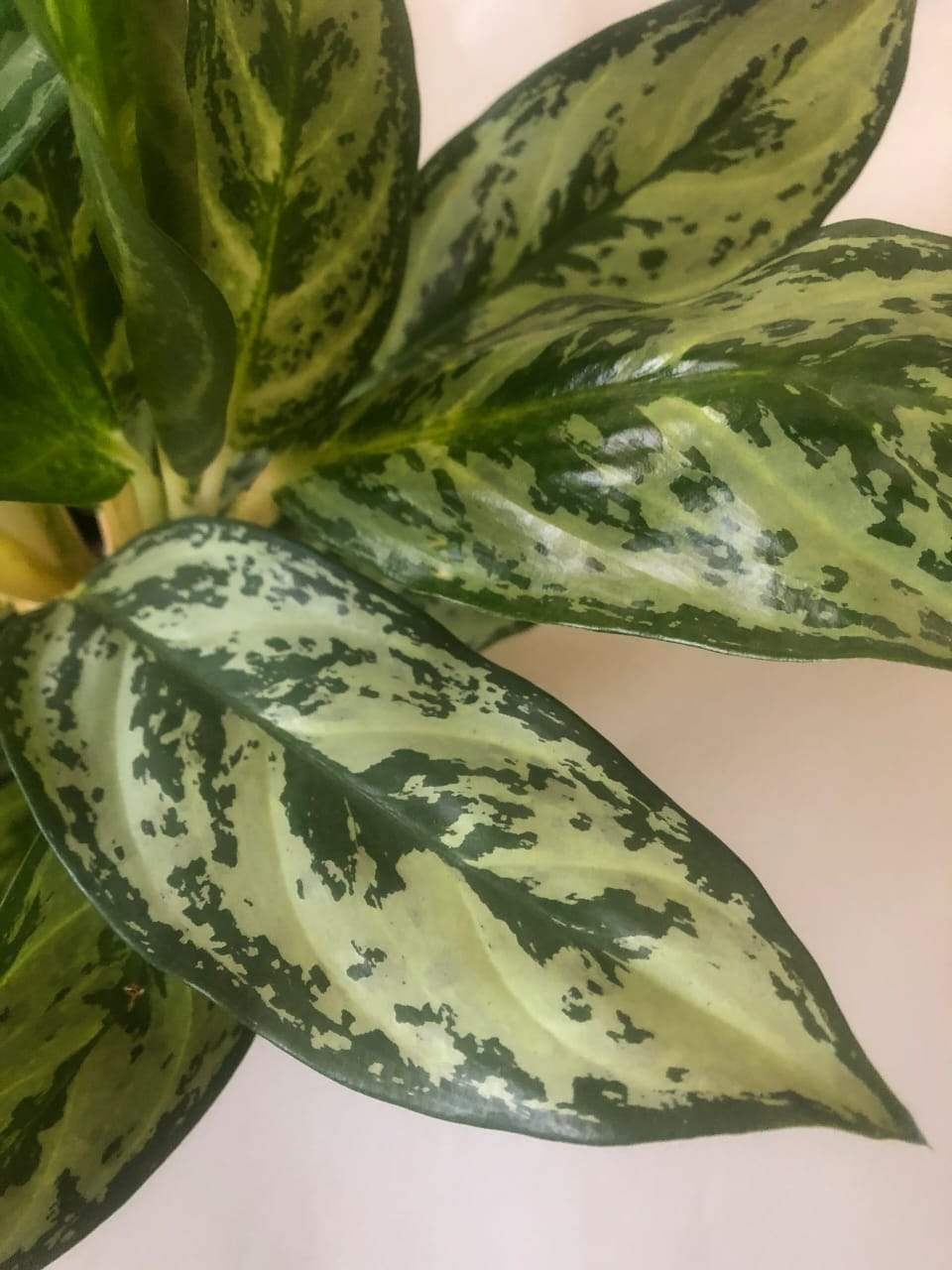 Aglaonema Silver Queen Plant Studio LLC 