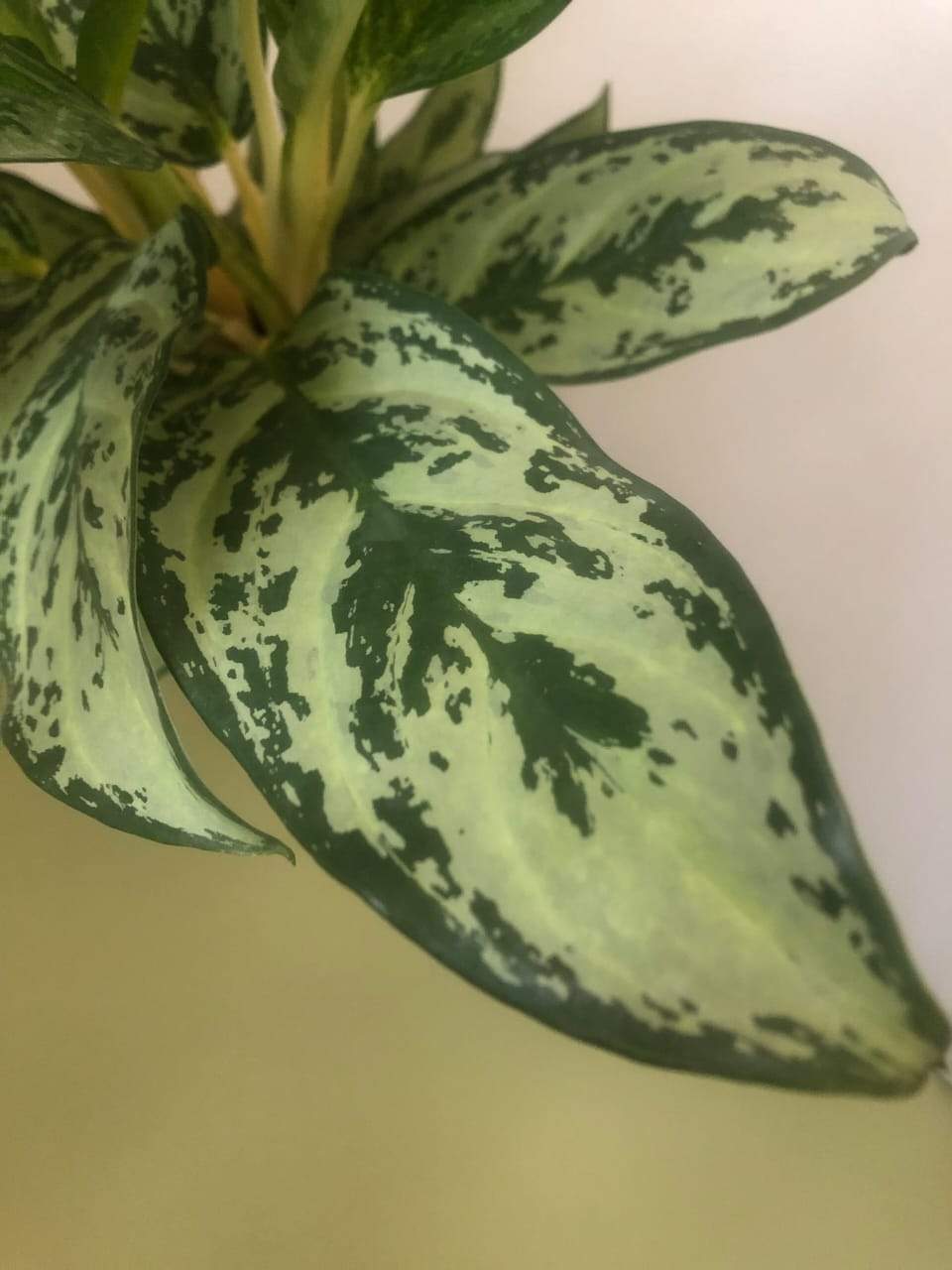 Aglaonema Silver Queen Plant Studio LLC 