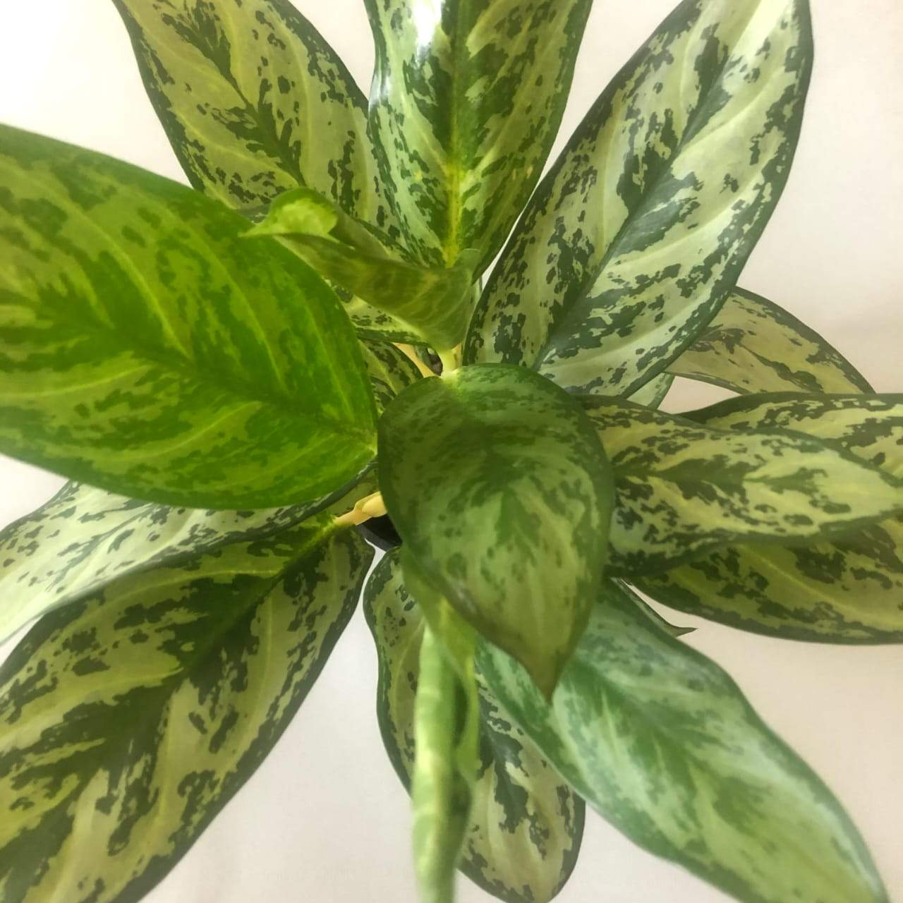 Aglaonema Silver Queen Plant Studio LLC 