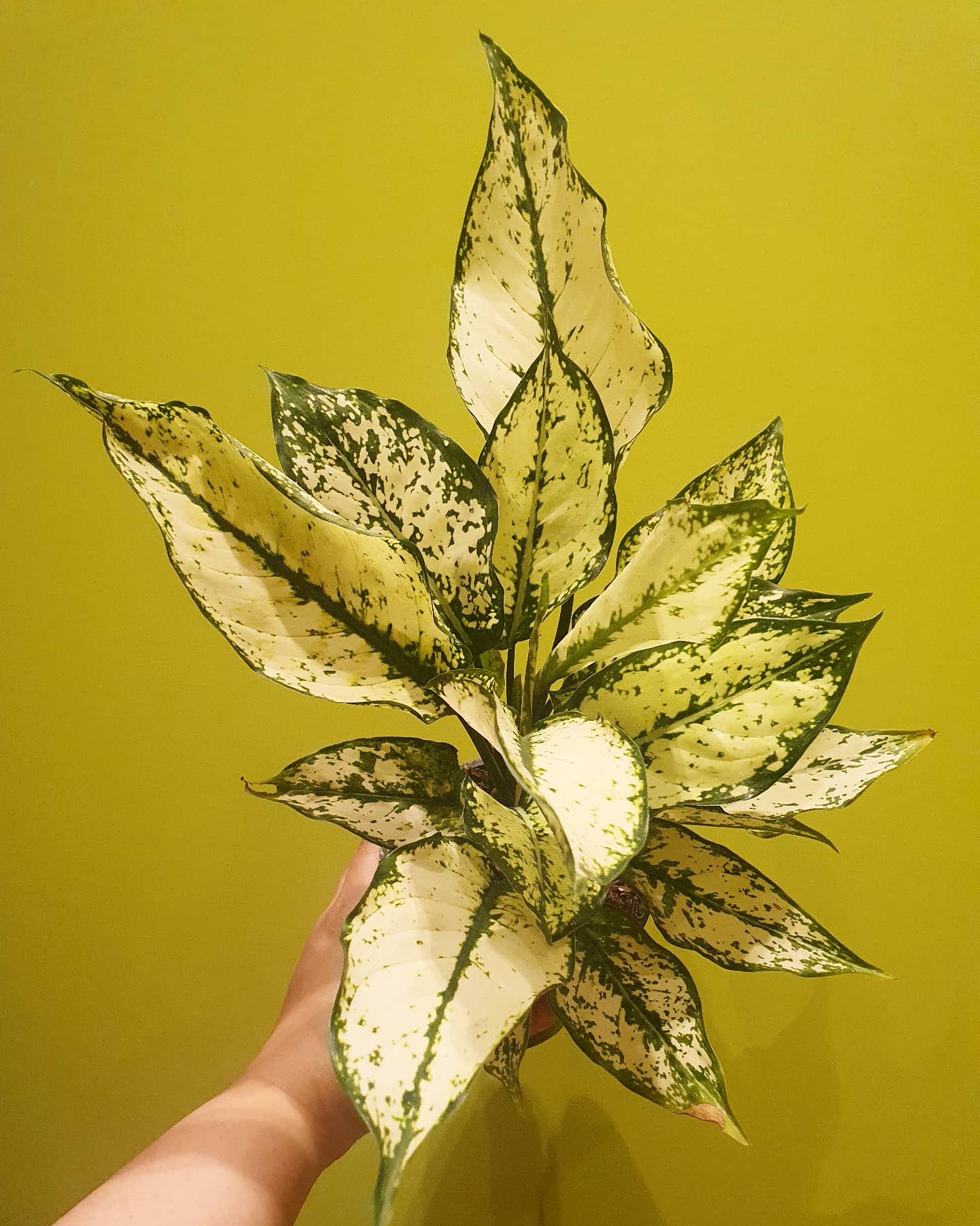 Aglaonema Snow White held by one hand -Plant Studio LLC 