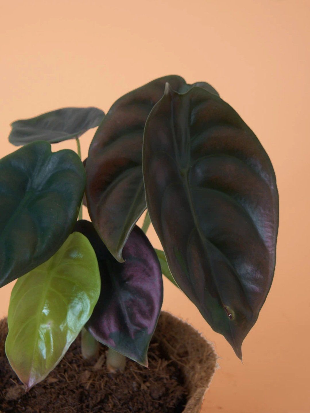 Alocasia Cuprea Red Secret Plant Studio LLC 