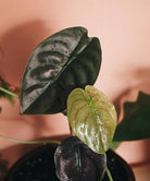 Alocasia Cuprea Red Secret in black pot with water droplets -Plant Studio LLC 