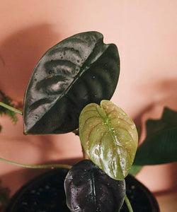 Alocasia Cuprea Red Secret Plant Studio LLC 