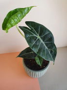 Alocasia Pink Dragon in pastel stripped green pot - Plant Studio LLC 