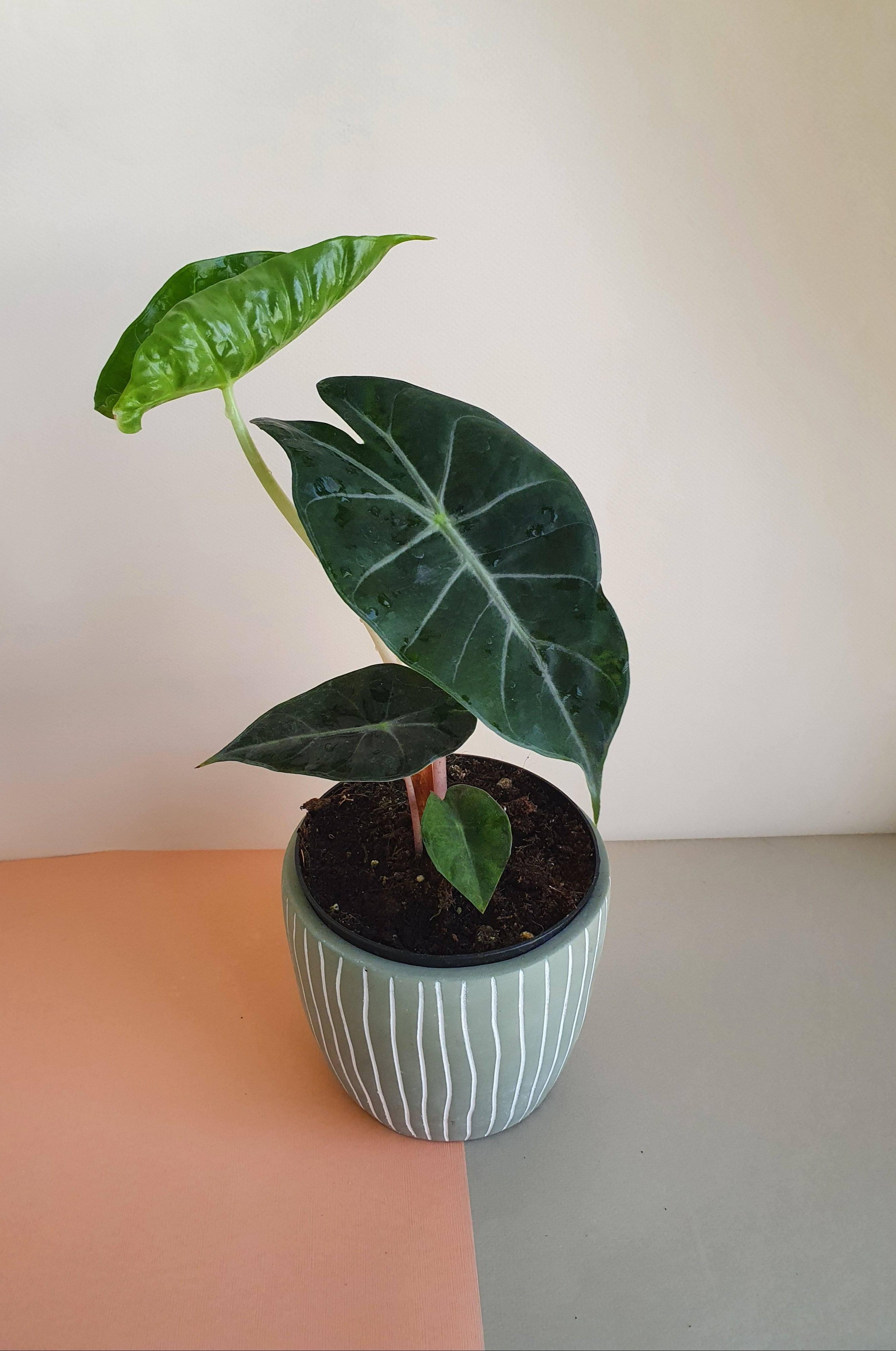 Alocasia Pink Dragon in pastel green stripped pot -Plant Studio LLC 