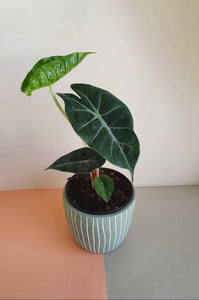 Alocasia Pink Dragon Plant Studio LLC 