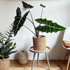 Alocasia Sarian Plant Studio LLC 