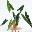 Alocasia Sarian Plant Studio LLC 