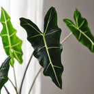 Alocasia Sarian Plant Studio LLC 