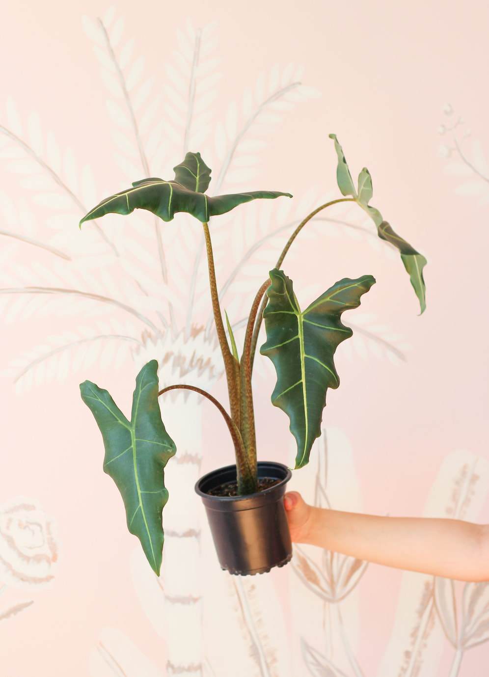 Alocasia Sarian Plant Studio LLC 