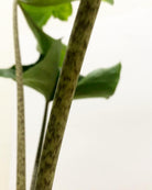 Alocasia Stingray Plant Studio LLC 