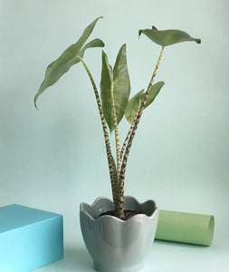 Alocasia Zebrina Plant Studio LLC 