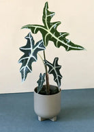 Alocasia Nobilis in light gray pot placed on teal floor - Plant Studio LLC