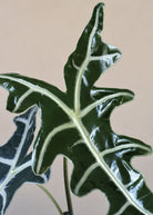Alocasia Nobilis close up - Plant Studio LLC