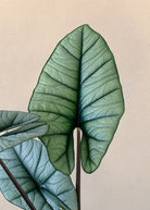 Rare Alocasia Platinum - Plant Studio LLC