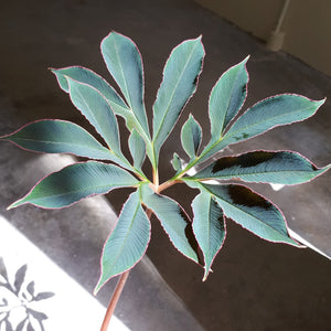 Amorphophallus Atroviridis