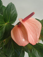 Anthurium Andraeanum Pink Hearts 70cm Plant Studio LLC 