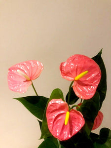 Anthurium Andraeanum Plant Studio LLC 