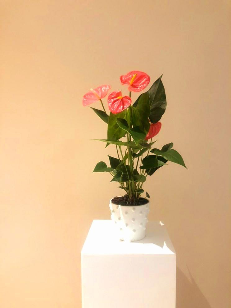 Anthurium Andraeanum Plant Studio LLC 