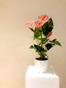 Anthurium Andraeanum Plant Studio LLC 