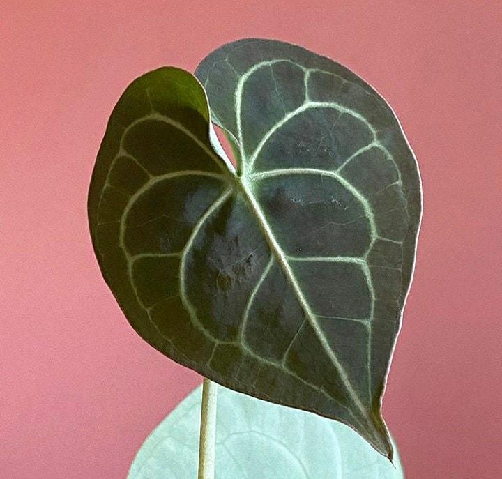 Anthurium Clarinervium Plant Studio LLC Small 