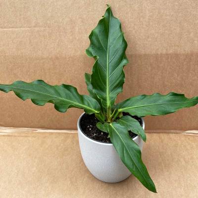 Anthurium Plowmanii 'Wave of Love' - Plant Studio LLC