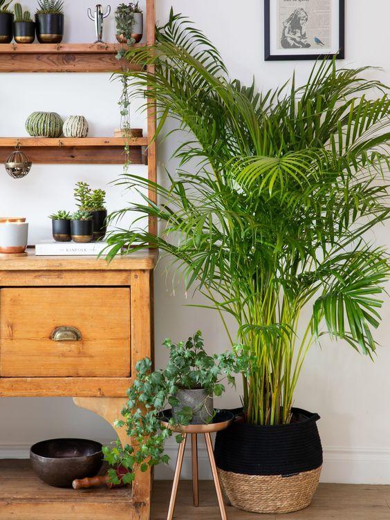 Areca Palm in Basket Pot placed in living room with other small potted plants