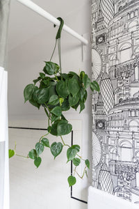 Philodendron Heartleaf in Hanging Pot