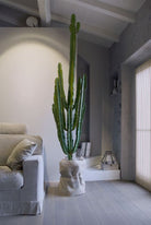 Euphorbia Ingens 2 meters - Plant Studio LLC
