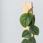 Monstera Dubia 50cm - Plant Studio LLC