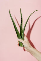 Aloe Vera - Holland - Plant Studio LLC