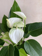 Anthurium White - Plant Studio LLC